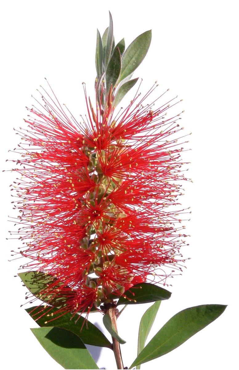 Bottlebrush Wallpapers