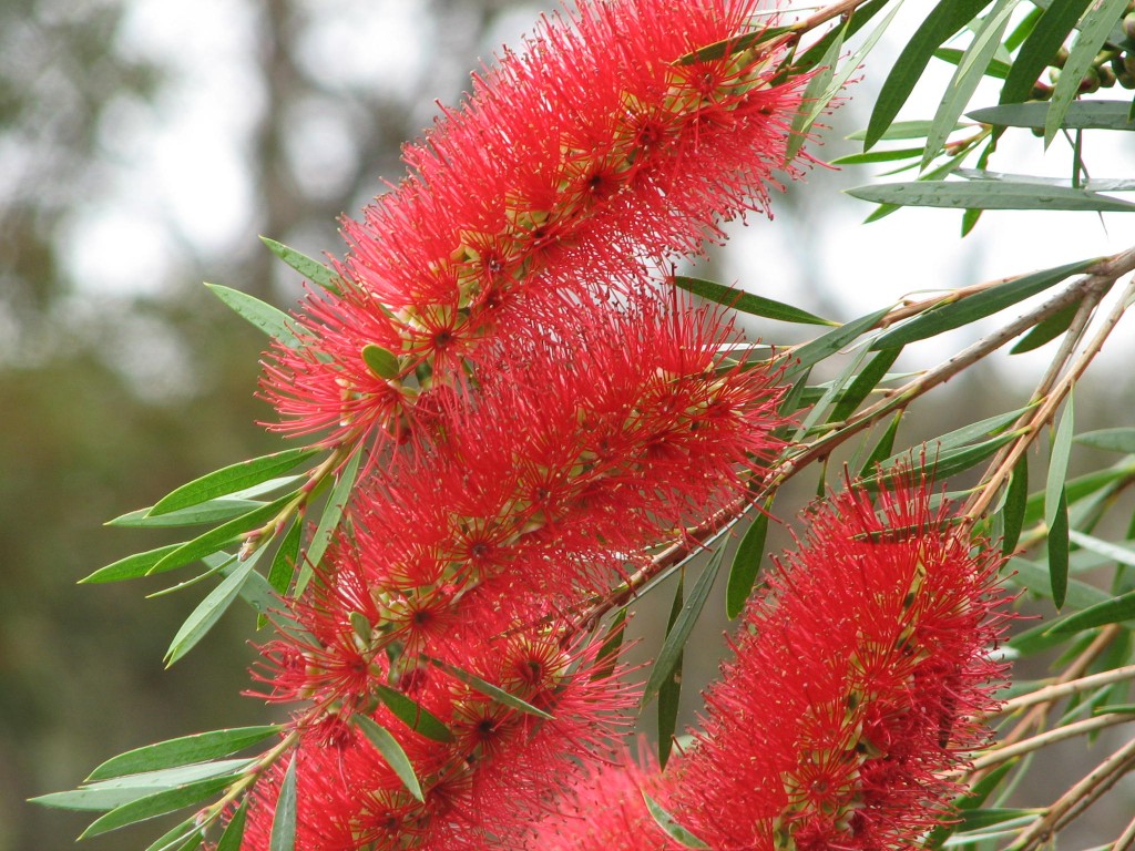 Bottlebrush Wallpapers