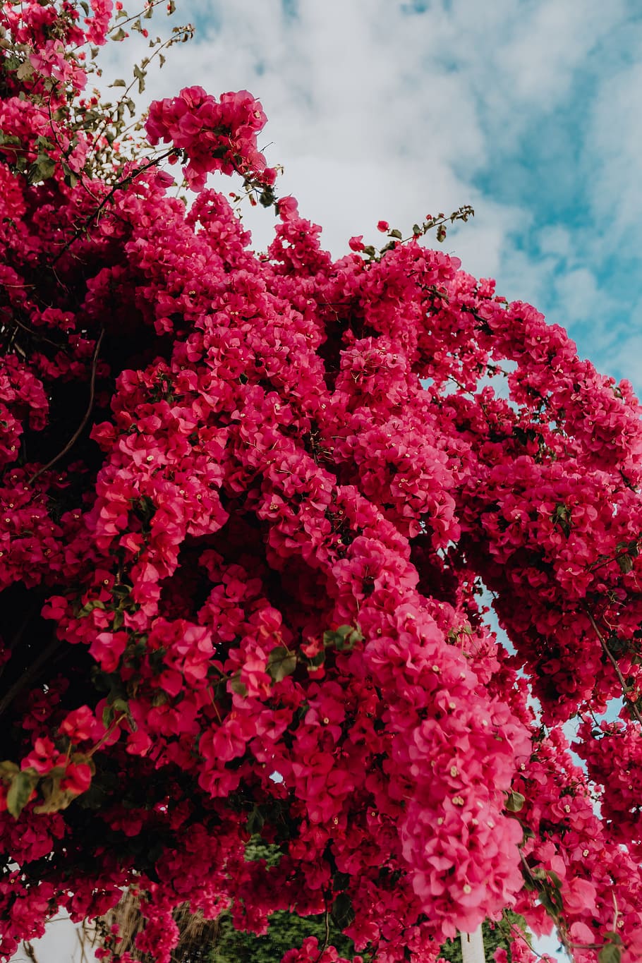 Bougainvillea Wallpapers