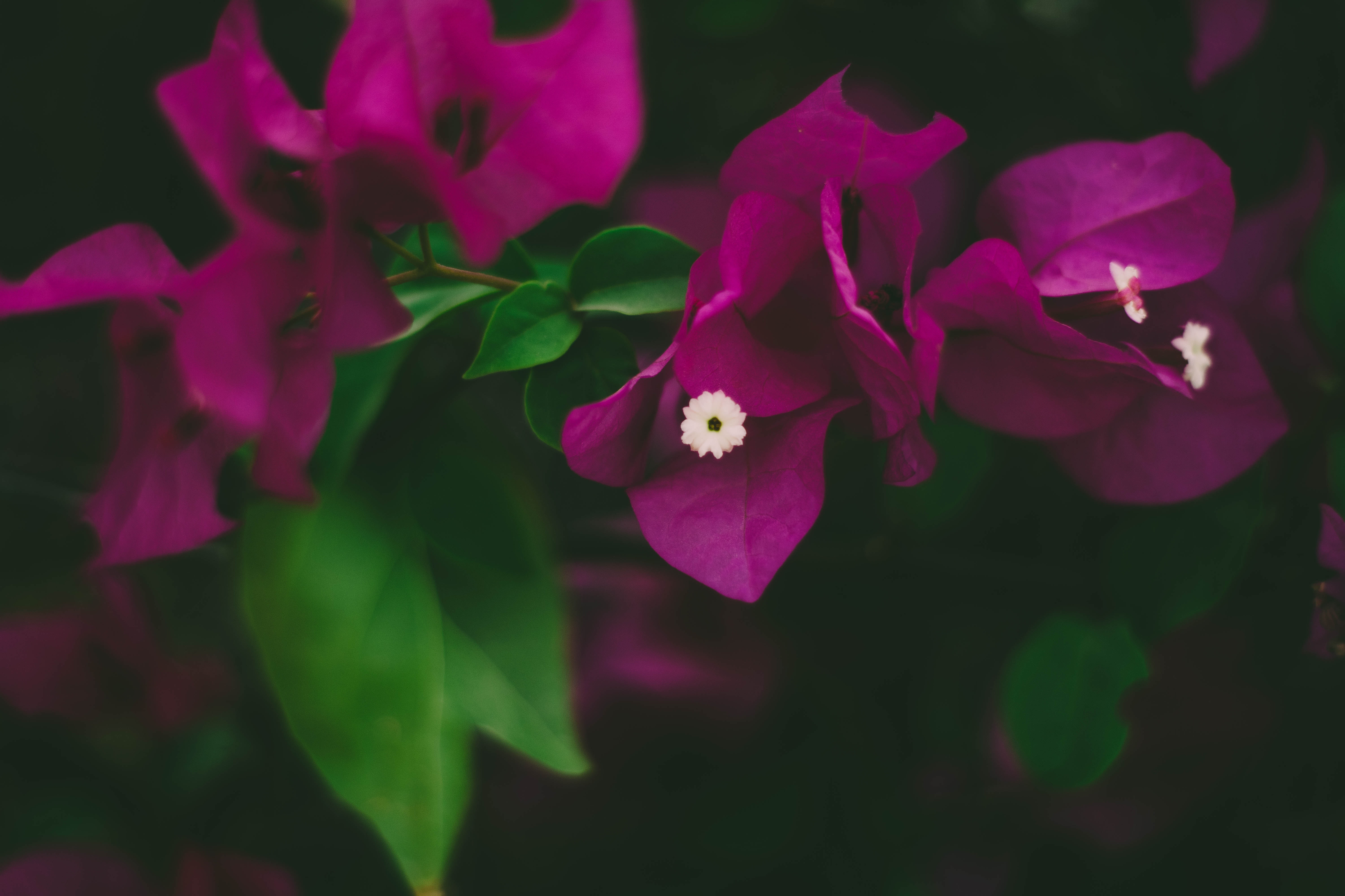 Bougainvillea Wallpapers