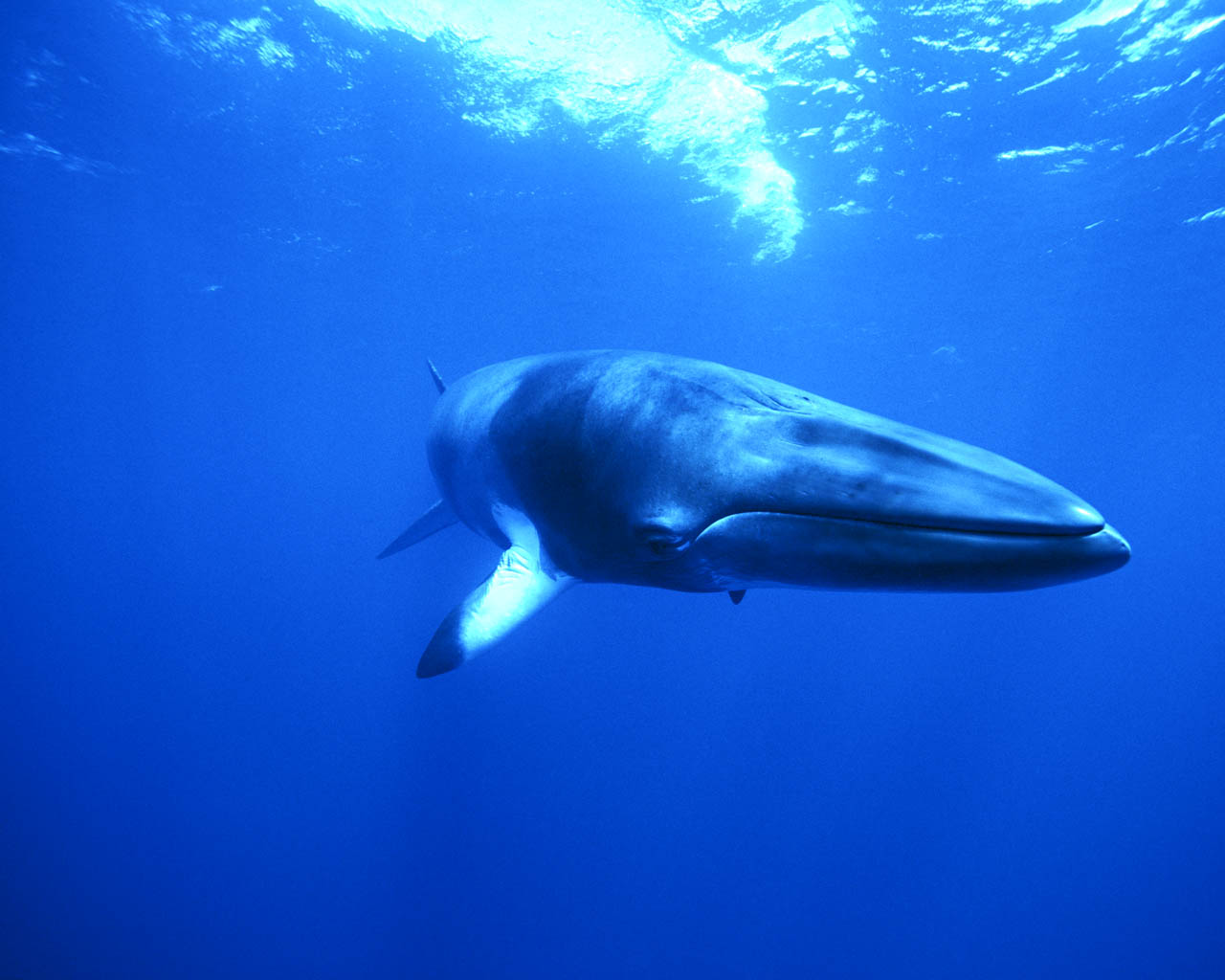 Bowhead Whales Wallpapers