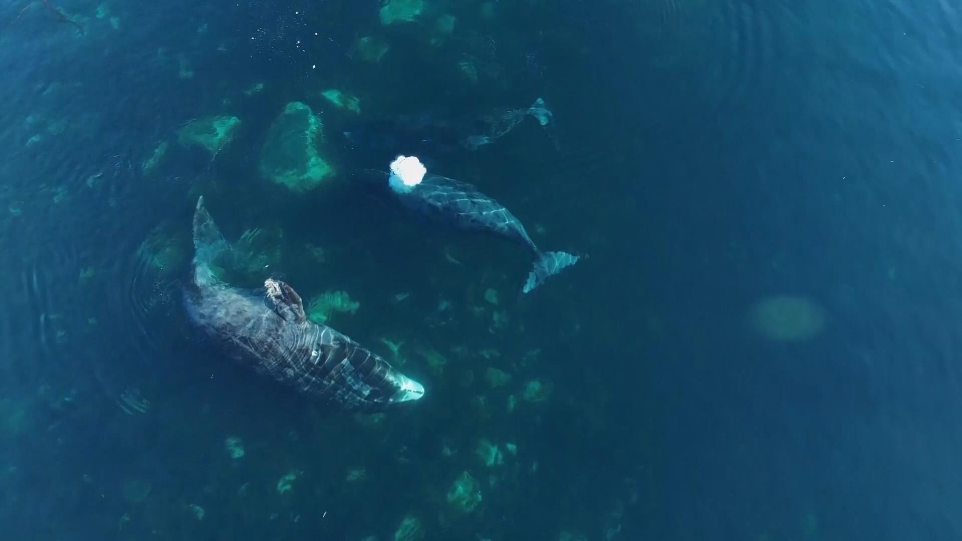 Bowhead Whales Wallpapers