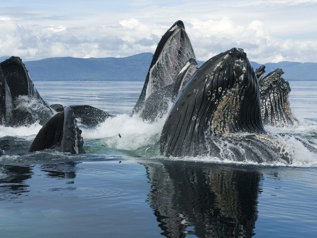 Bowhead Whales Wallpapers