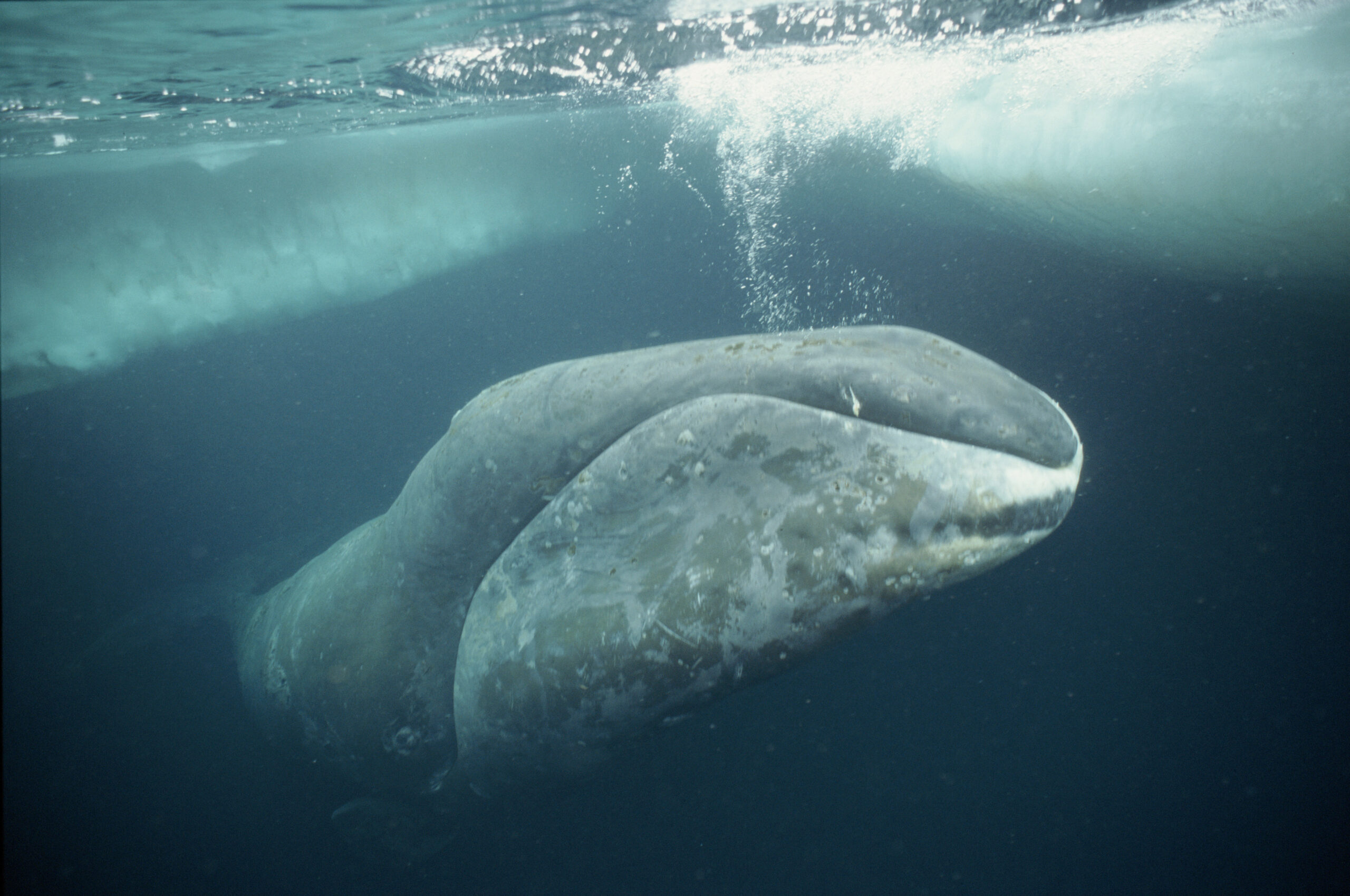 Bowhead Whales Wallpapers