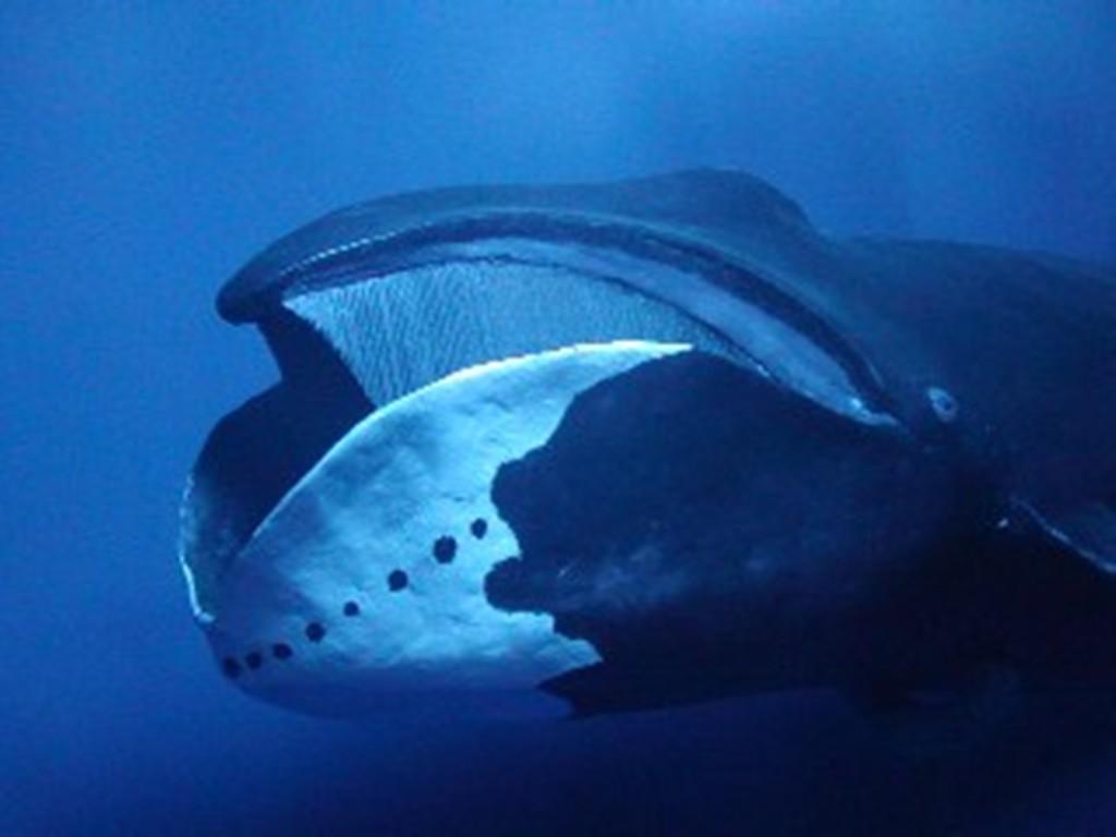 Bowhead Whales Wallpapers