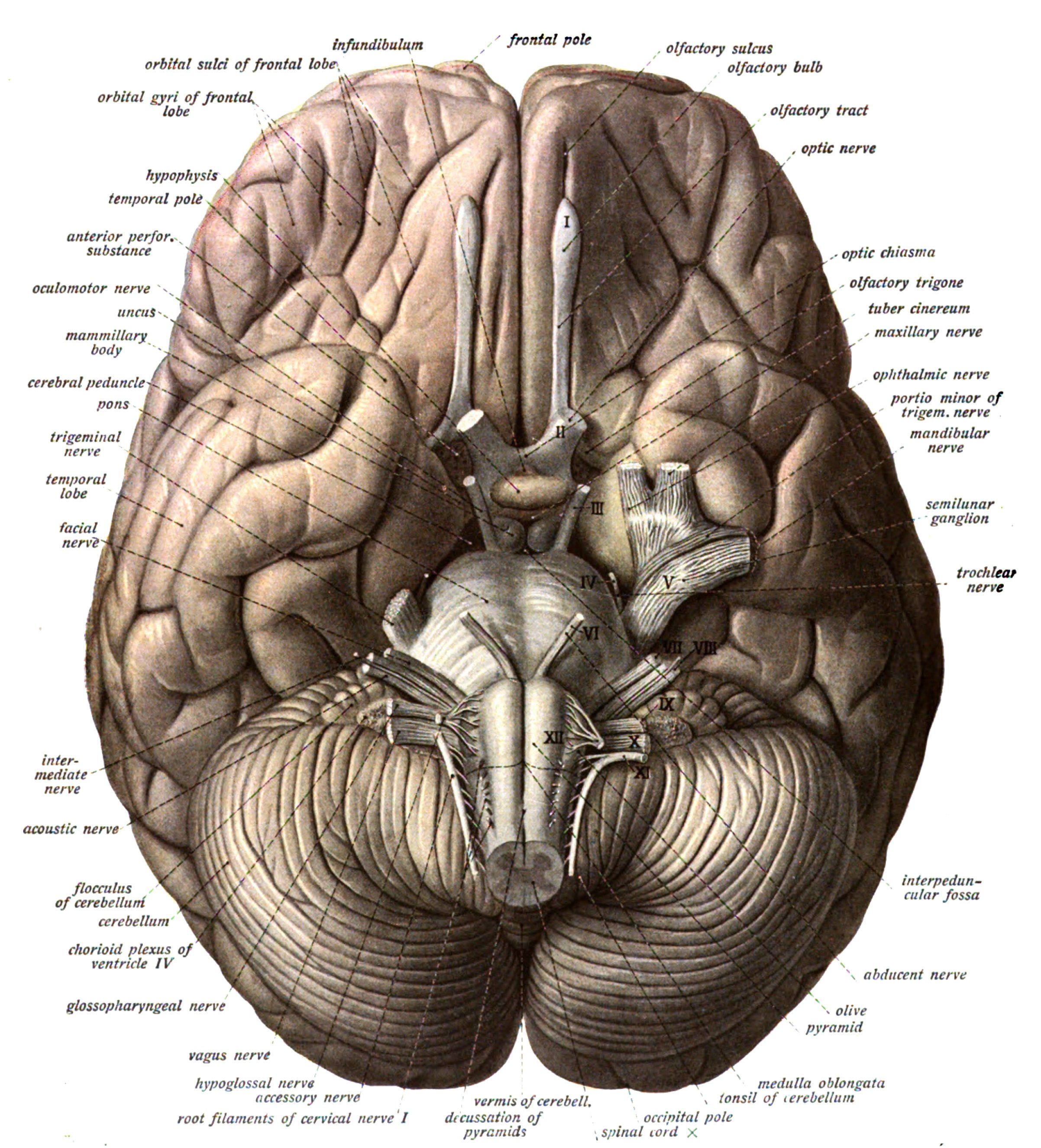 Brain And Heart Images Wallpapers