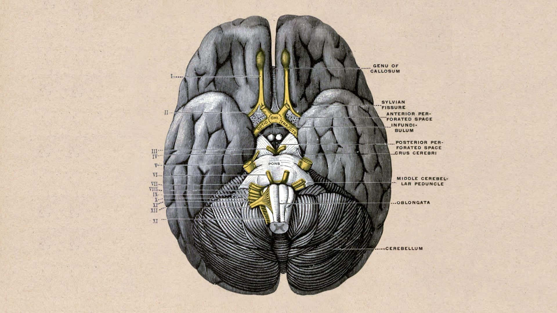 Brain And Heart Images Wallpapers