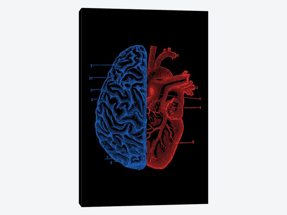 Brain And Heart Images Wallpapers