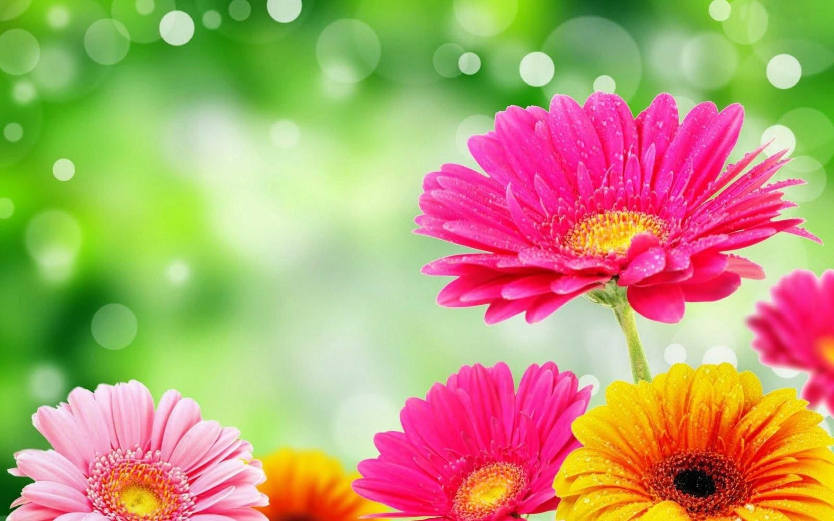 Bright Flowers Wallpapers