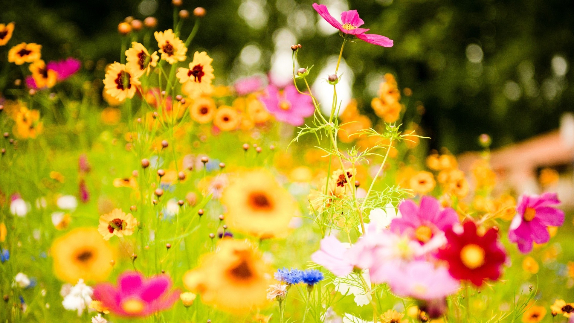 Bright Flowers Wallpapers