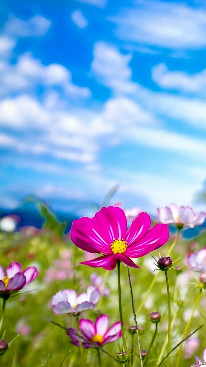 Bright Flowers Wallpapers