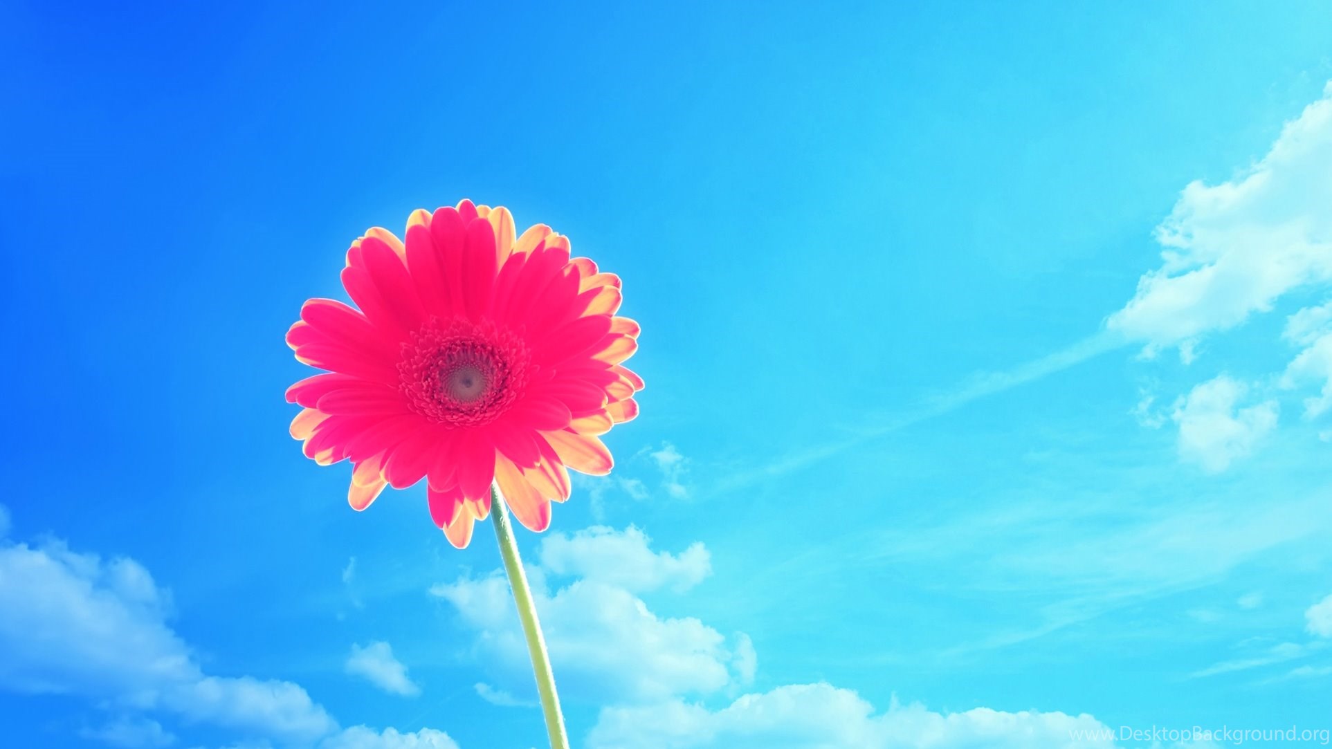 Bright Flowers Wallpapers