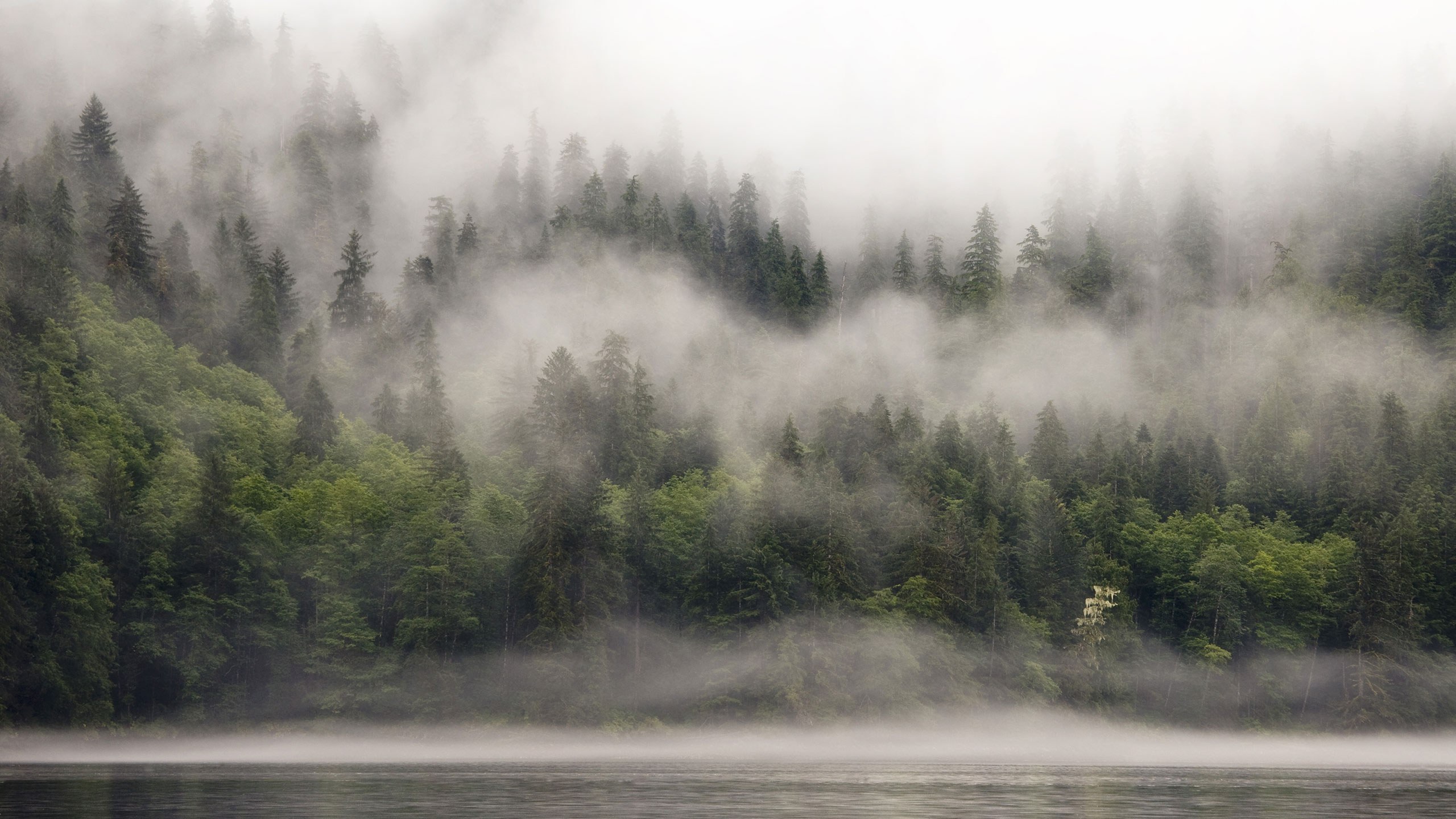 British Columbia Foggy Forest Wallpapers