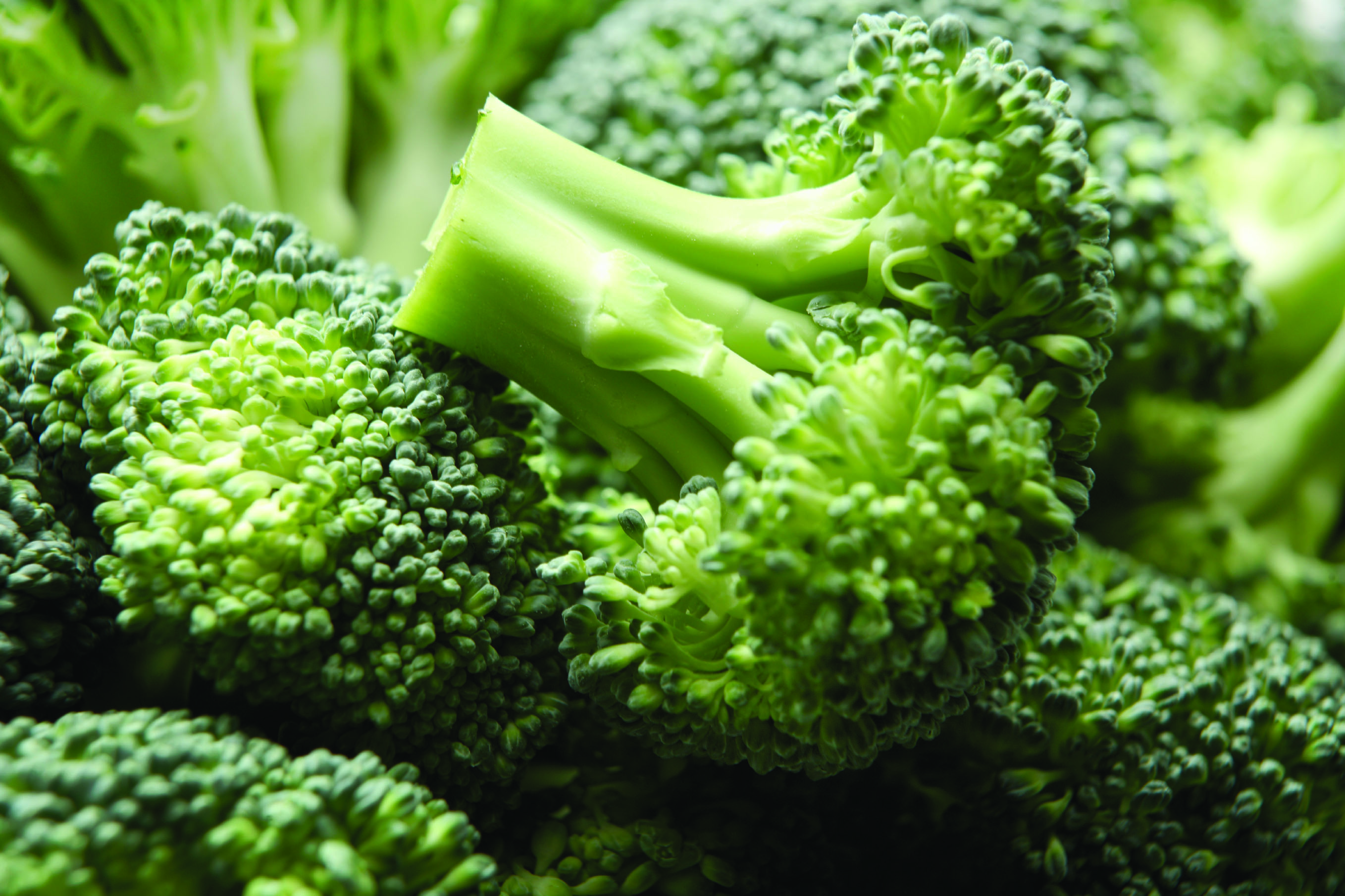 Broccoli Wallpapers