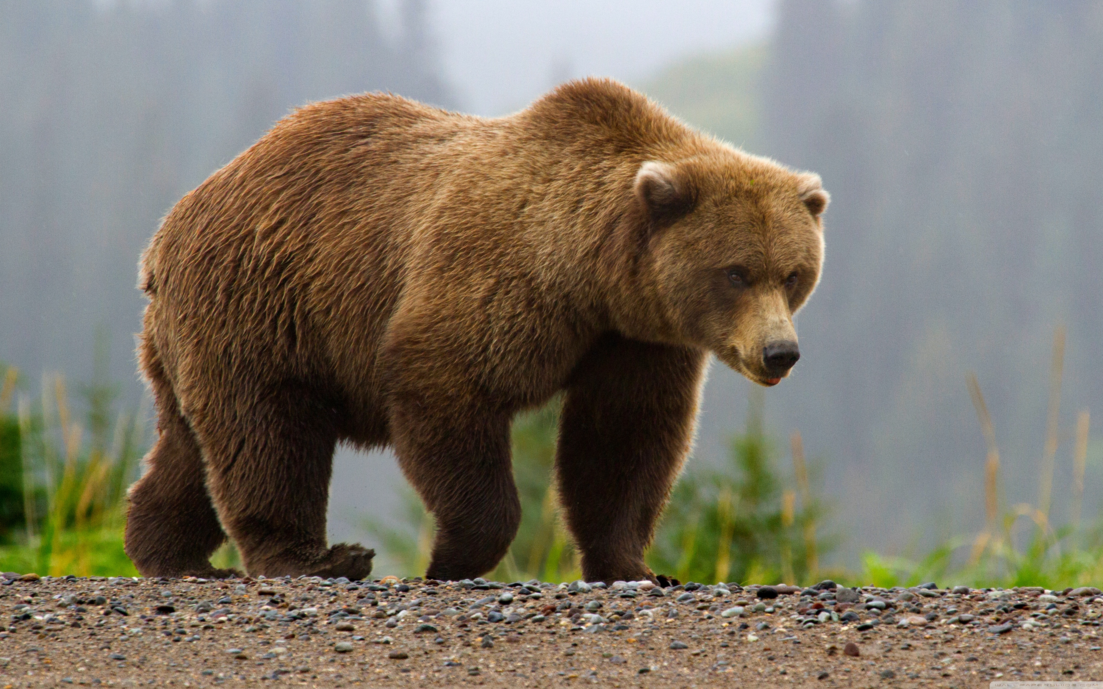 Brown Bear Wallpapers