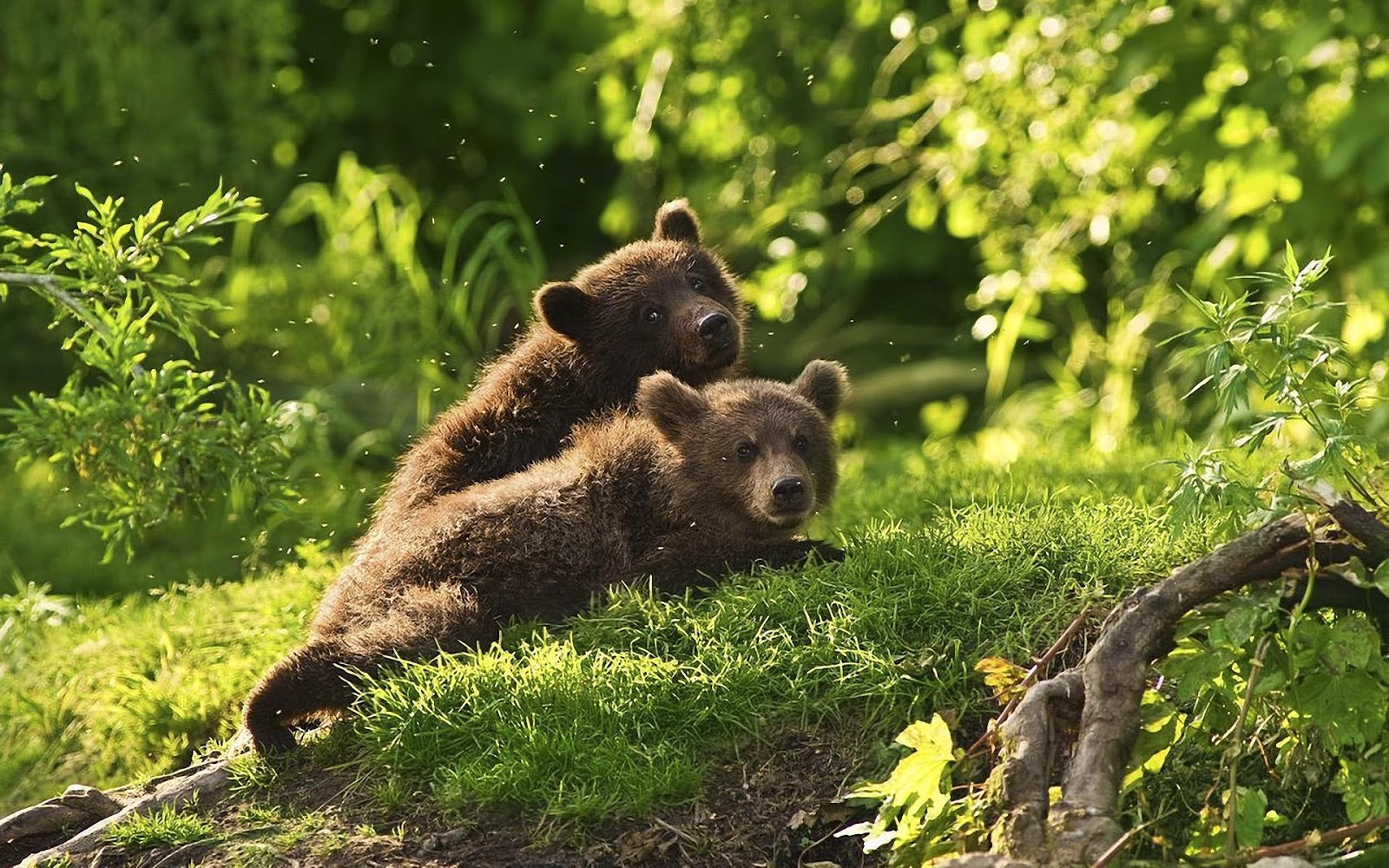 Brown Bear Wallpapers