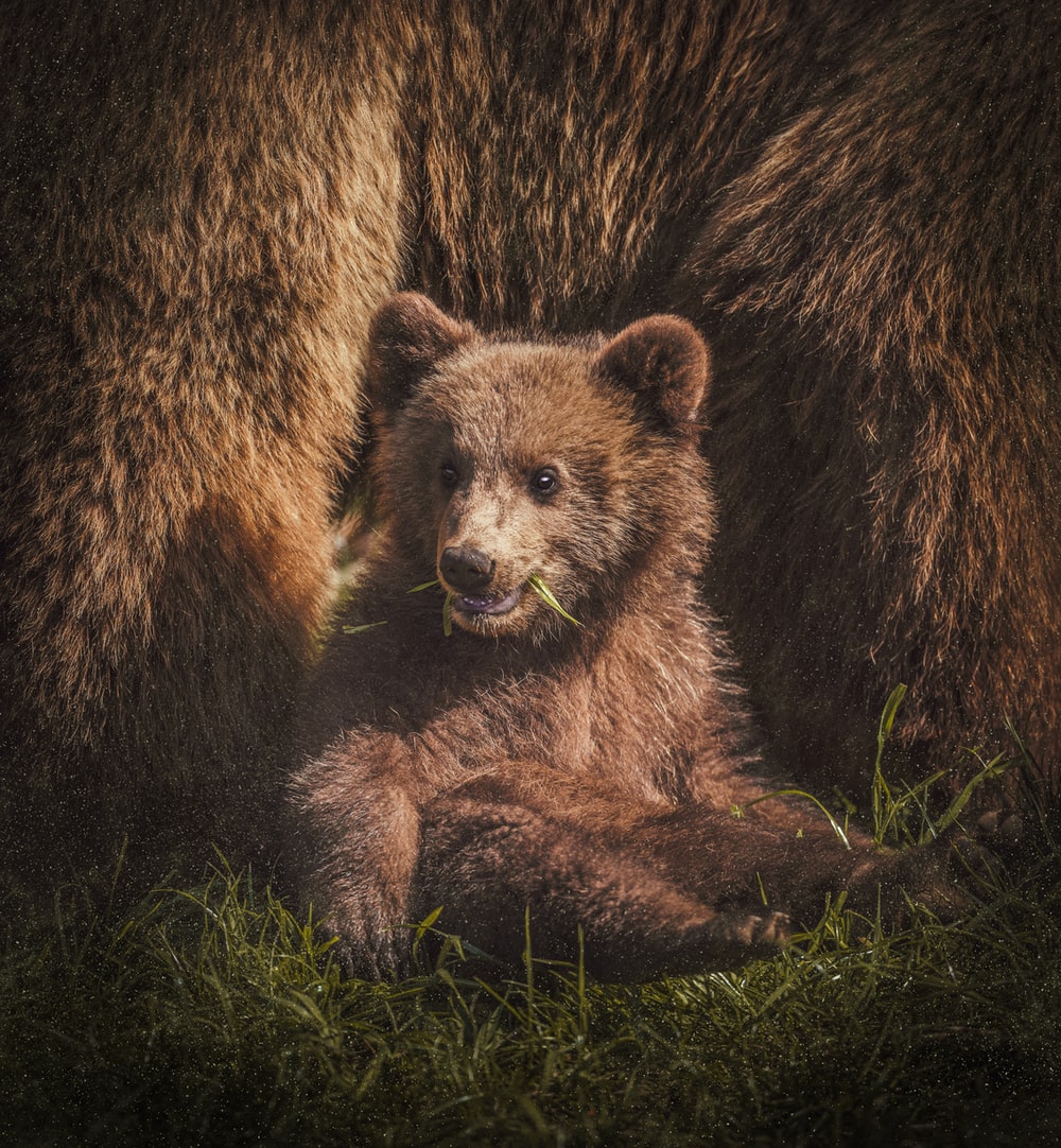 Brown Bear Wallpapers