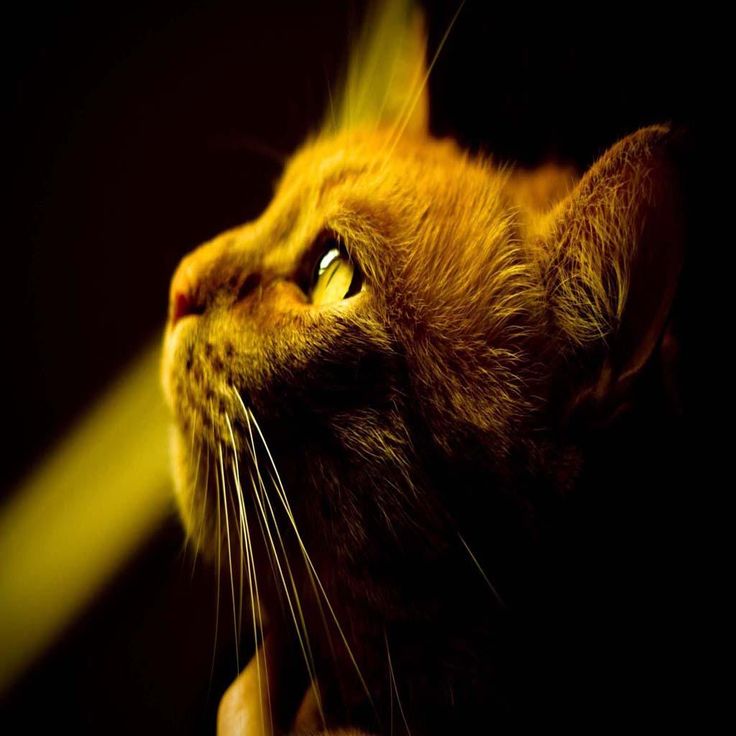 Brown Cat Wallpapers