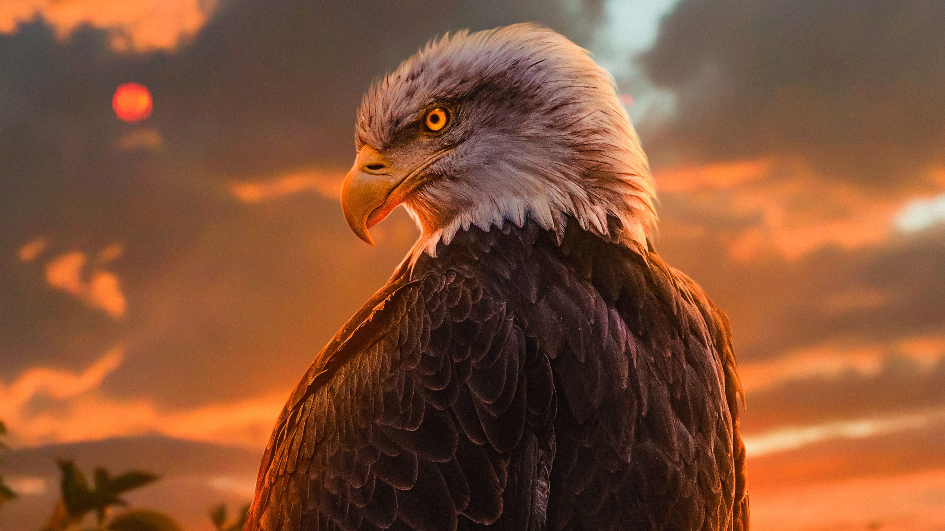 Brown Eagle Pictures Wallpapers