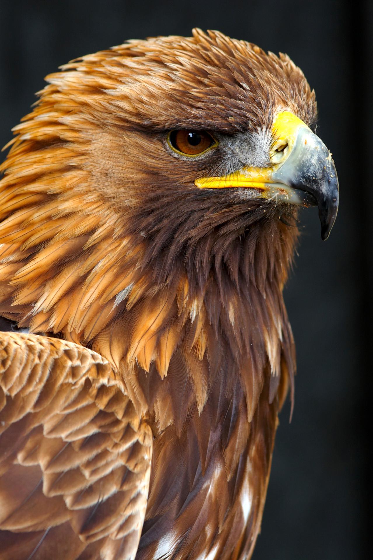 Brown Eagle Pictures Wallpapers