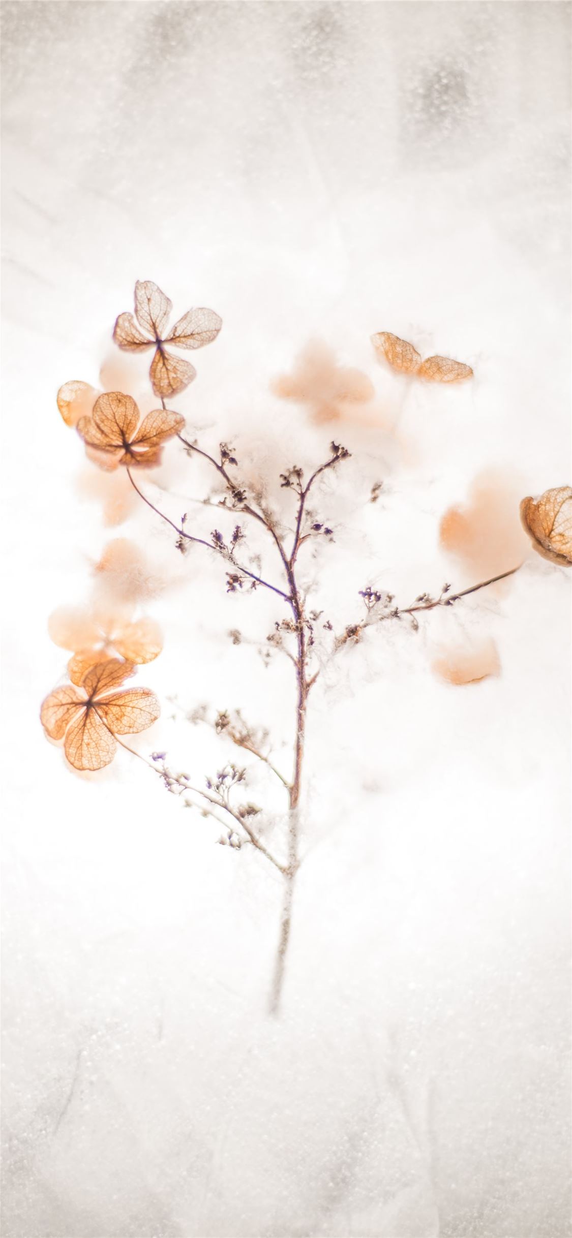Brown Flower Wallpapers