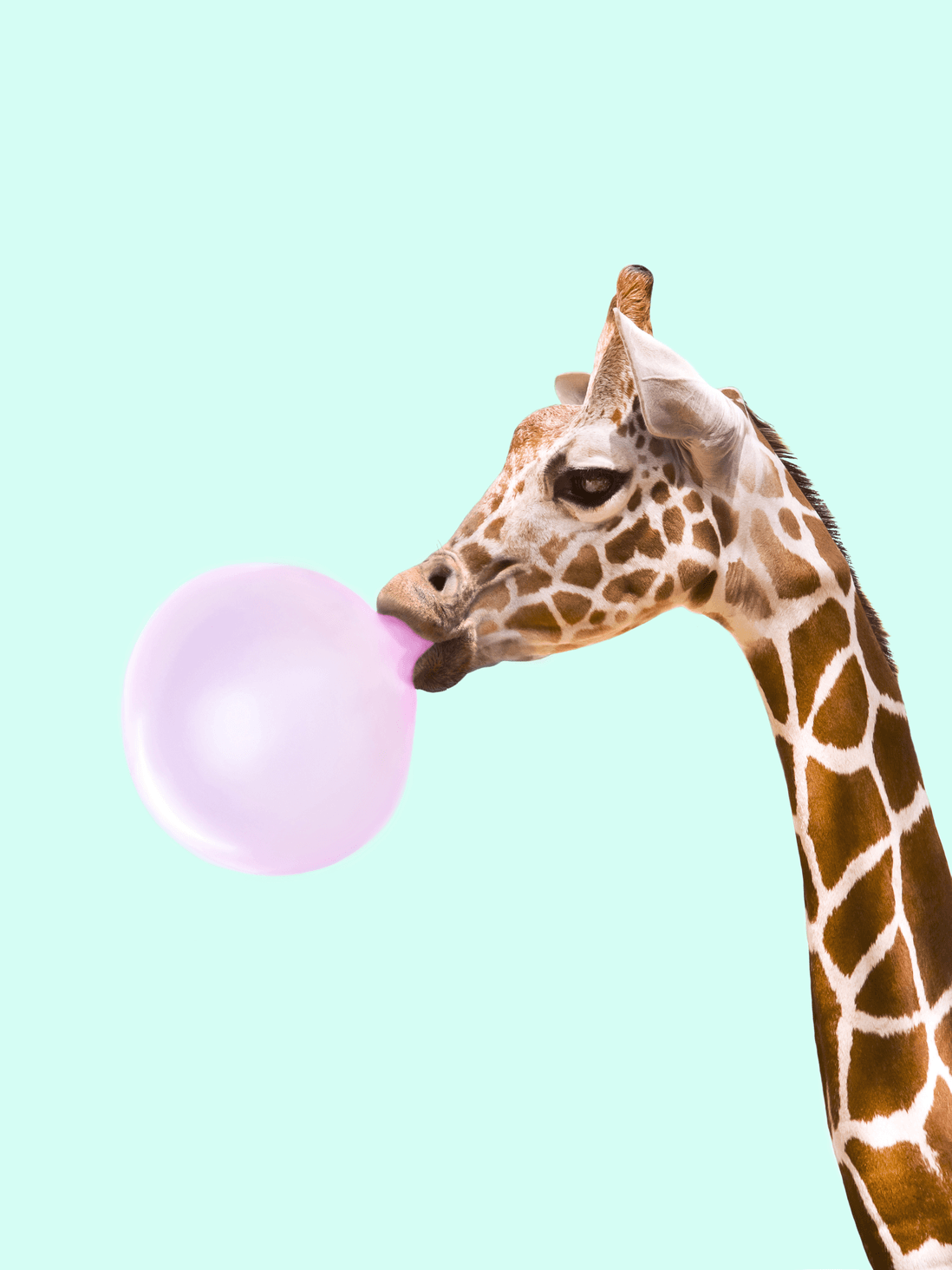 Bubblegum Wallpapers