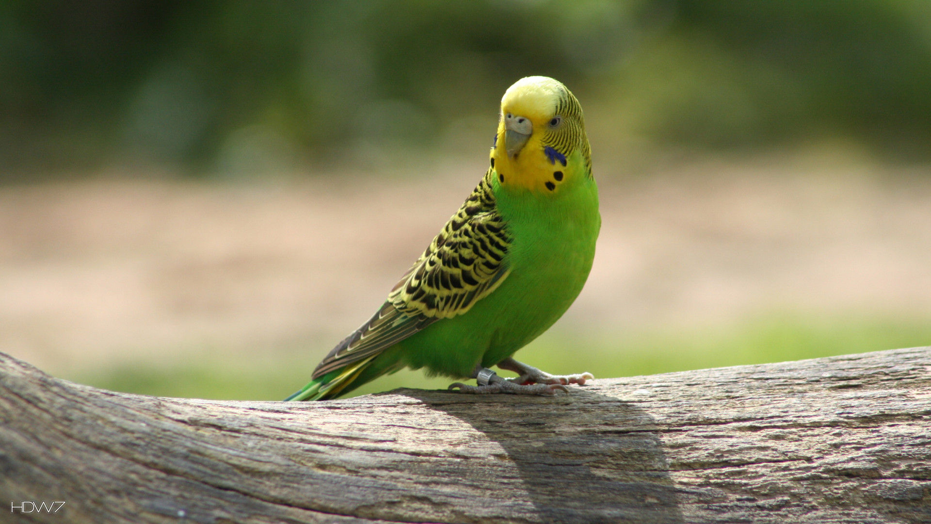 Budgerigar Wallpapers