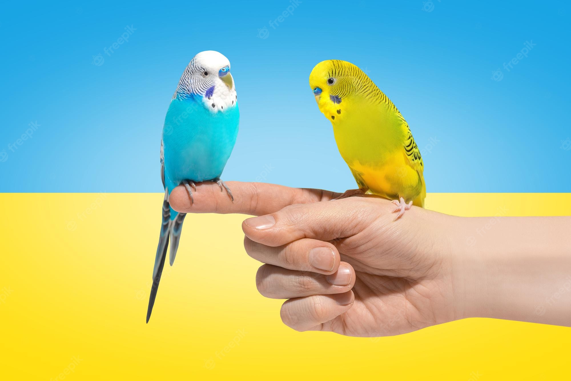 Budgerigar Wallpapers