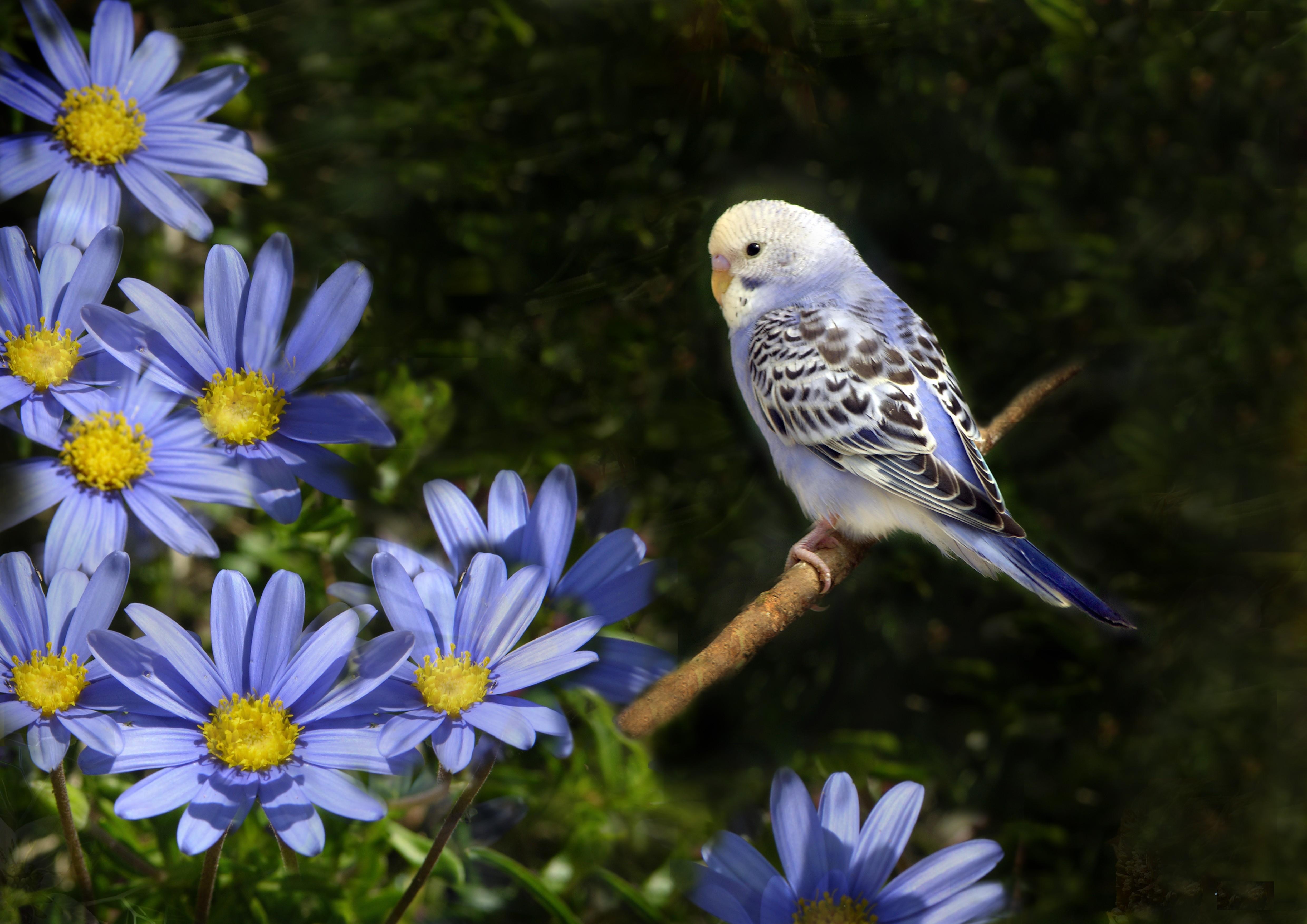 Budgerigar Wallpapers