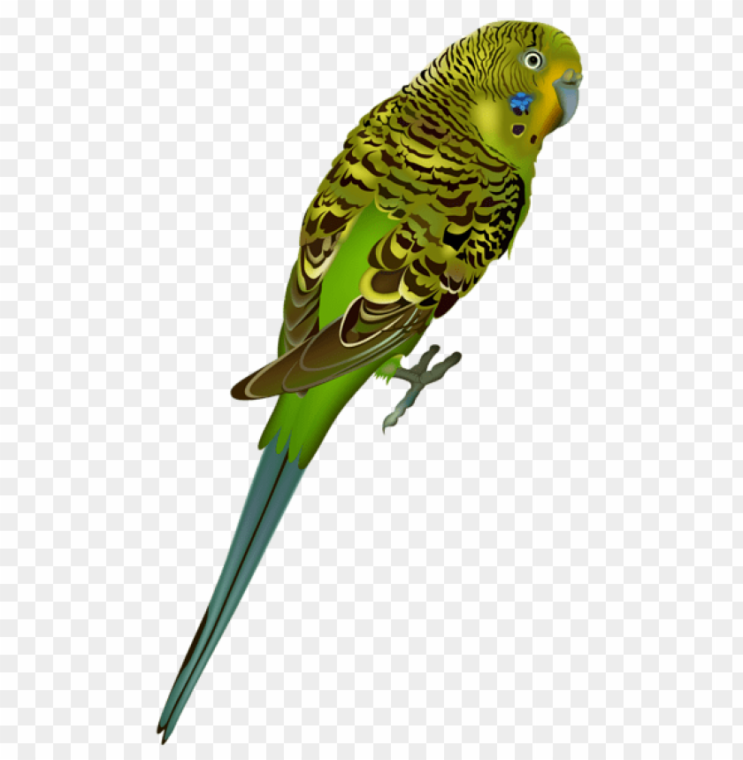 Budgie Background