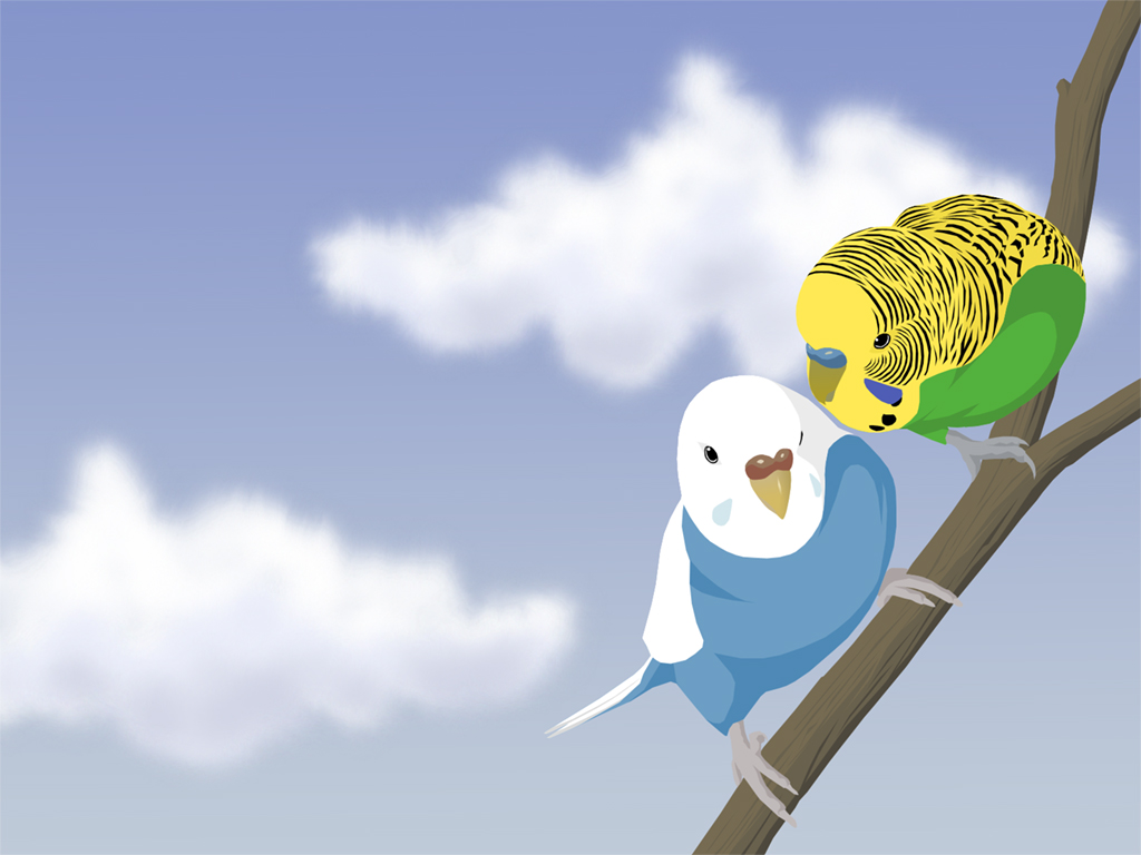 Budgie Background