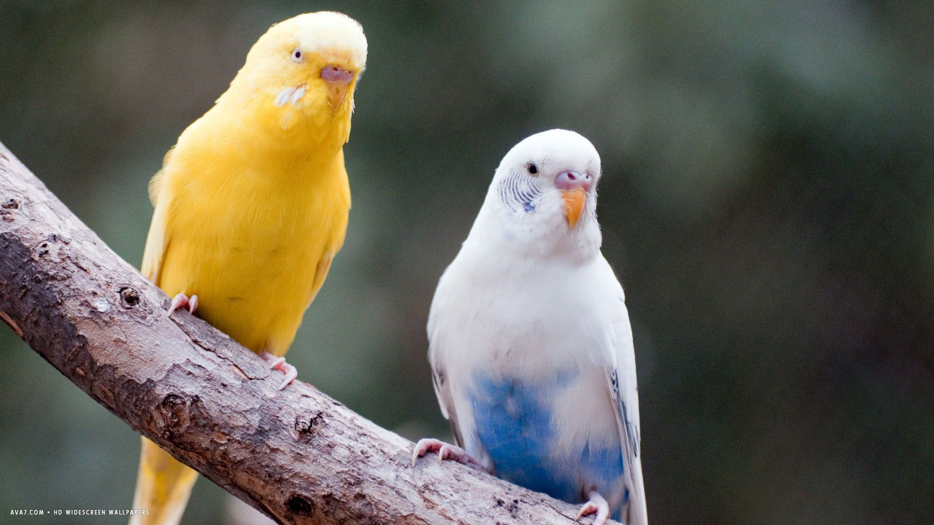 Budgie Background