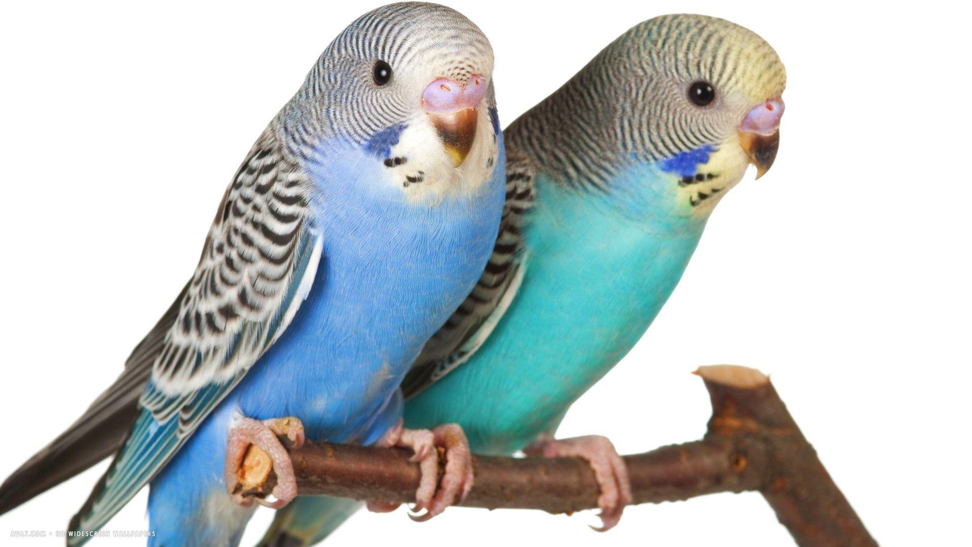 Budgie Background