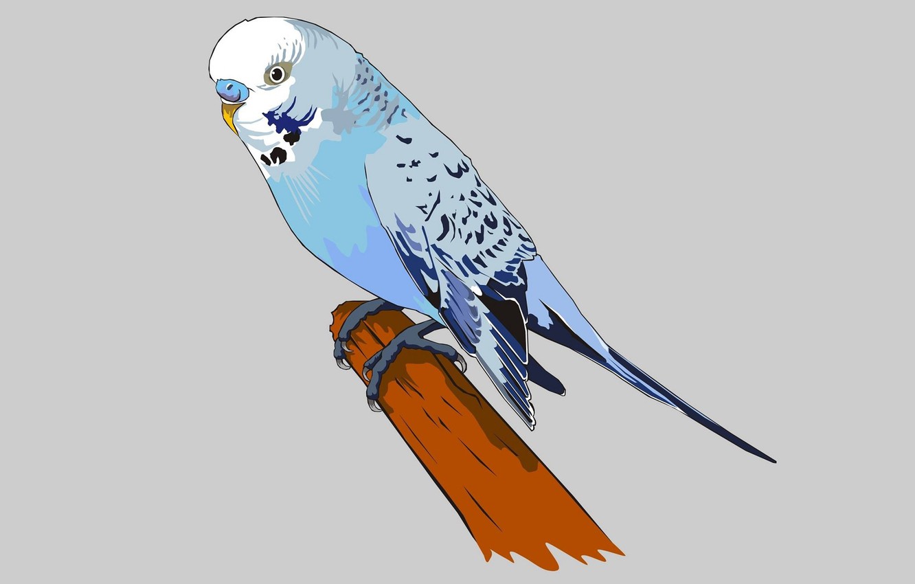 Budgie Background