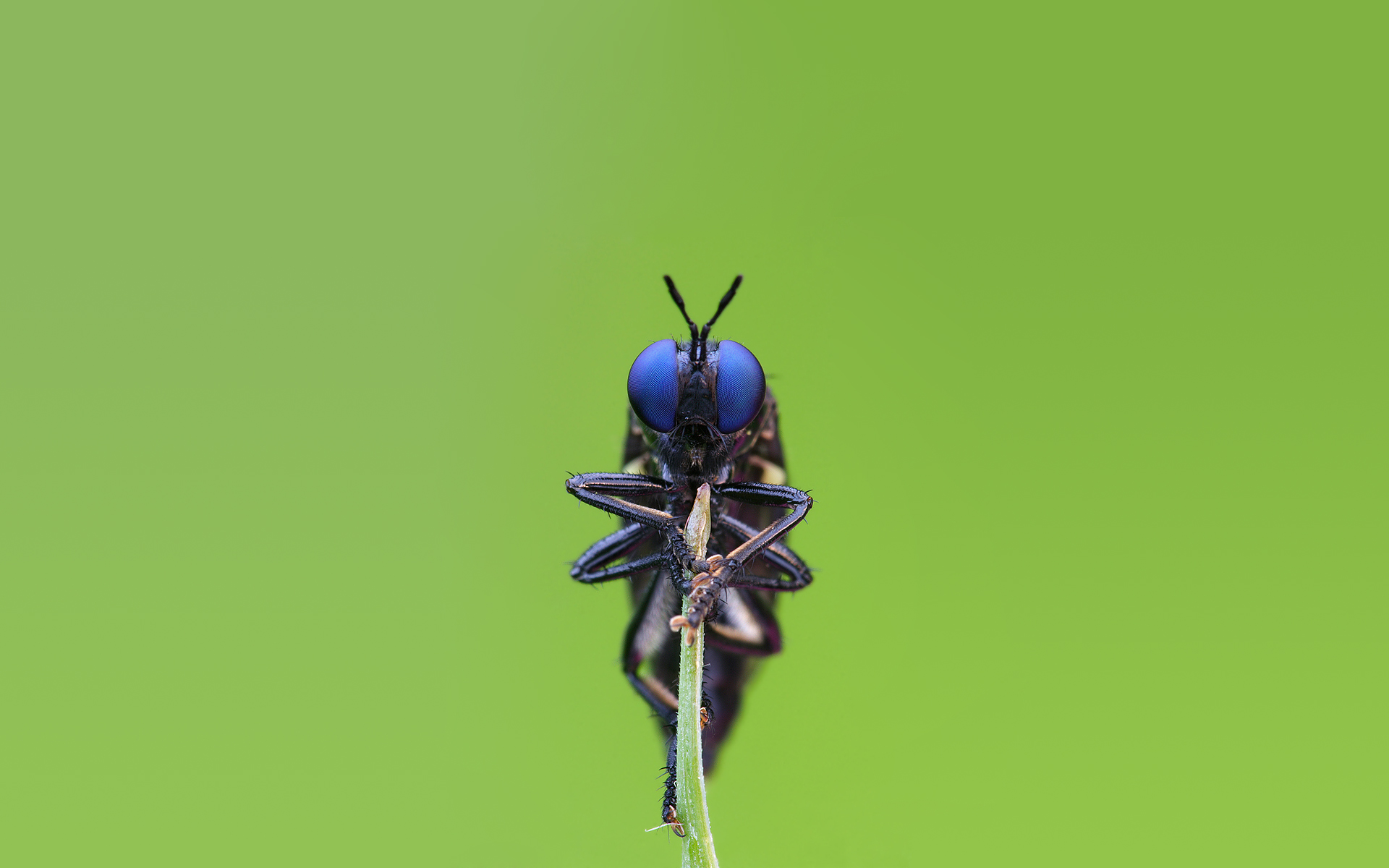 Bug Wallpapers