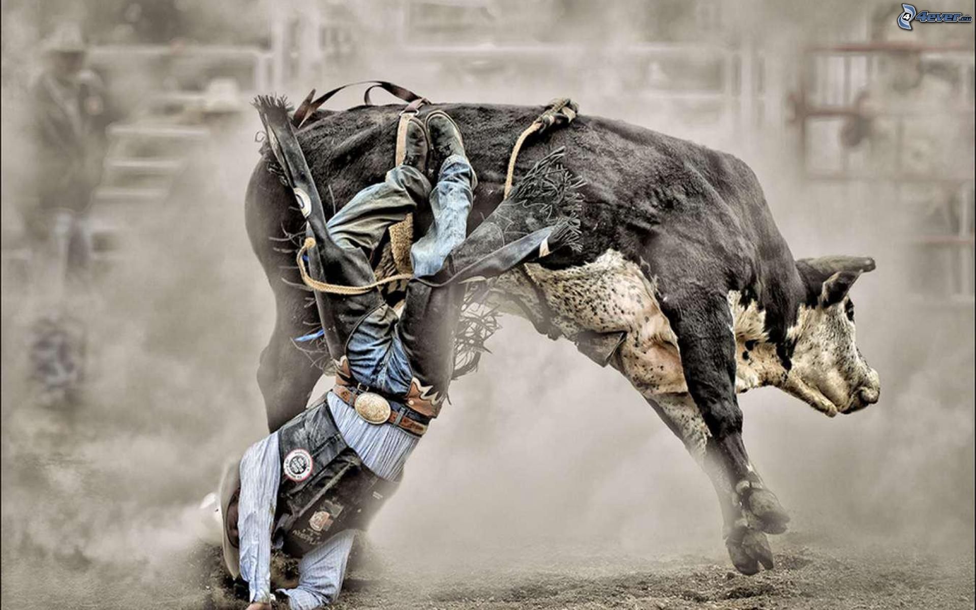 Bull Riding Wallpapers