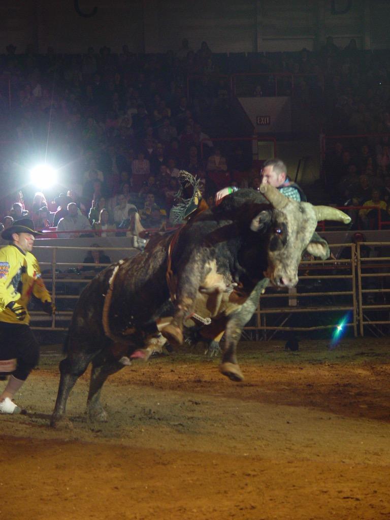 Bull Riding Wallpapers
