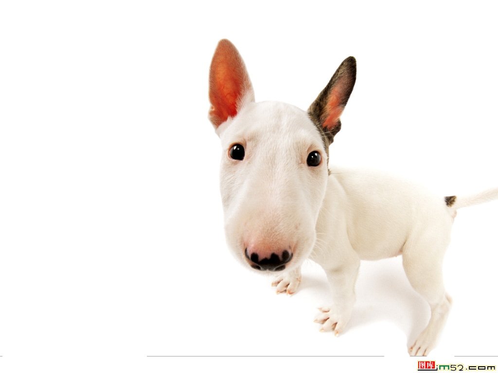 Bull Terrier Wallpapers