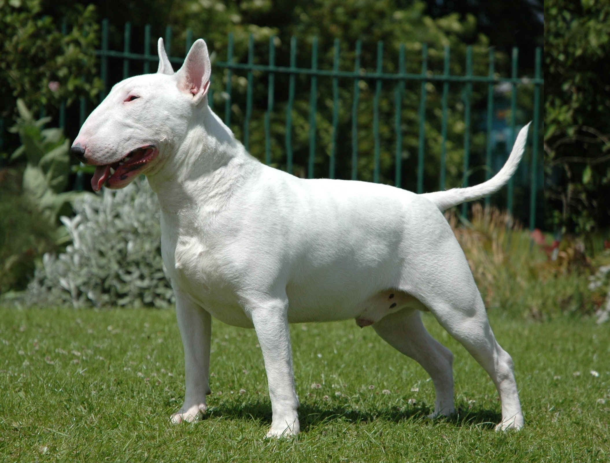 Bull Terrier Wallpapers