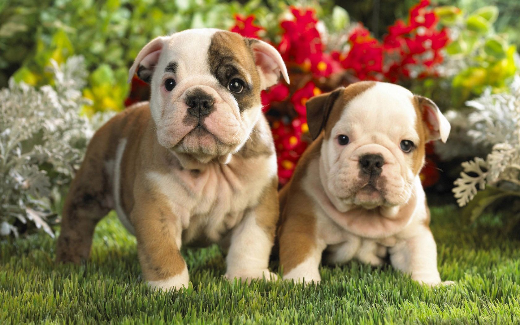 Bulldog Puppy Wallpapers