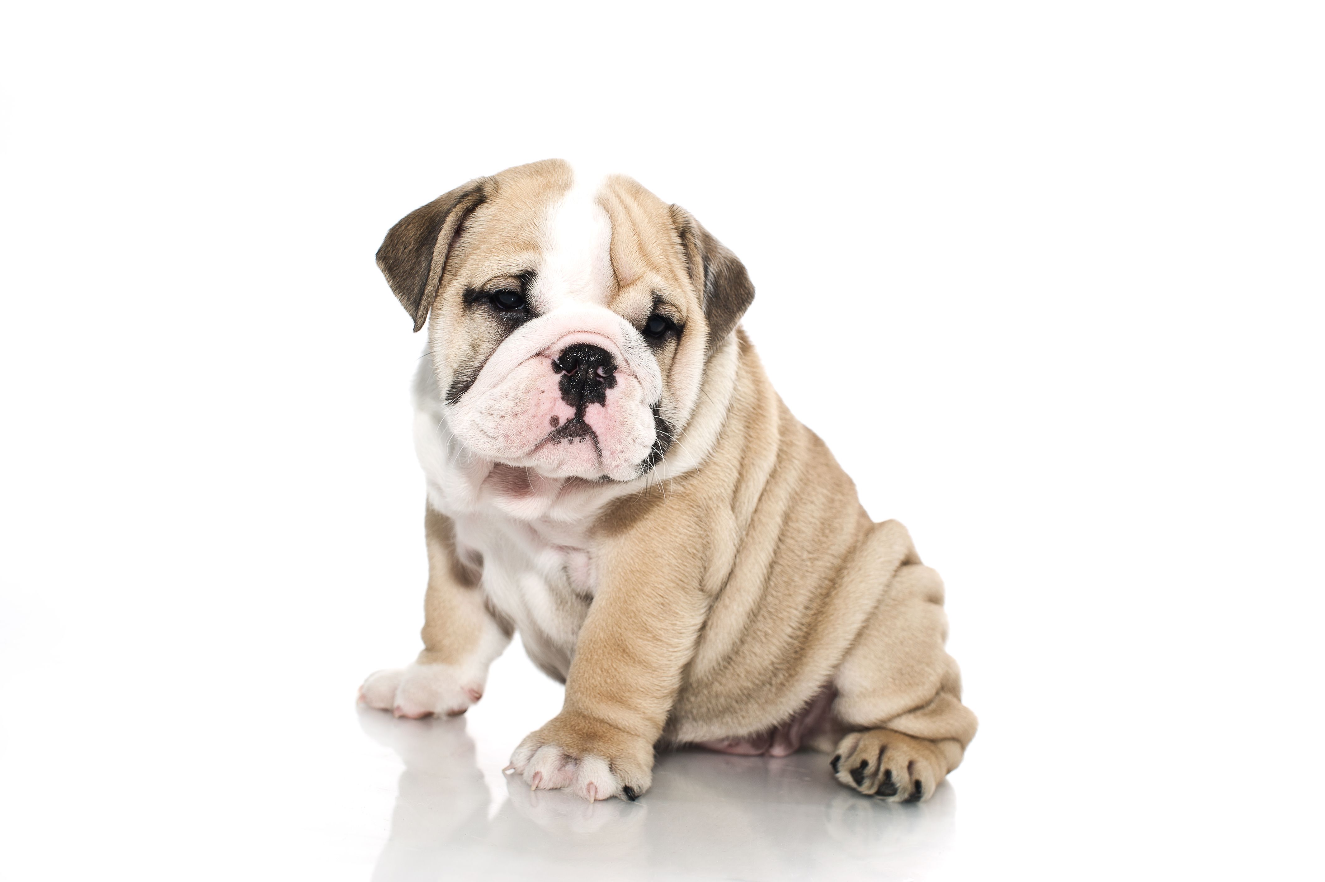 Bulldog Puppy Wallpapers