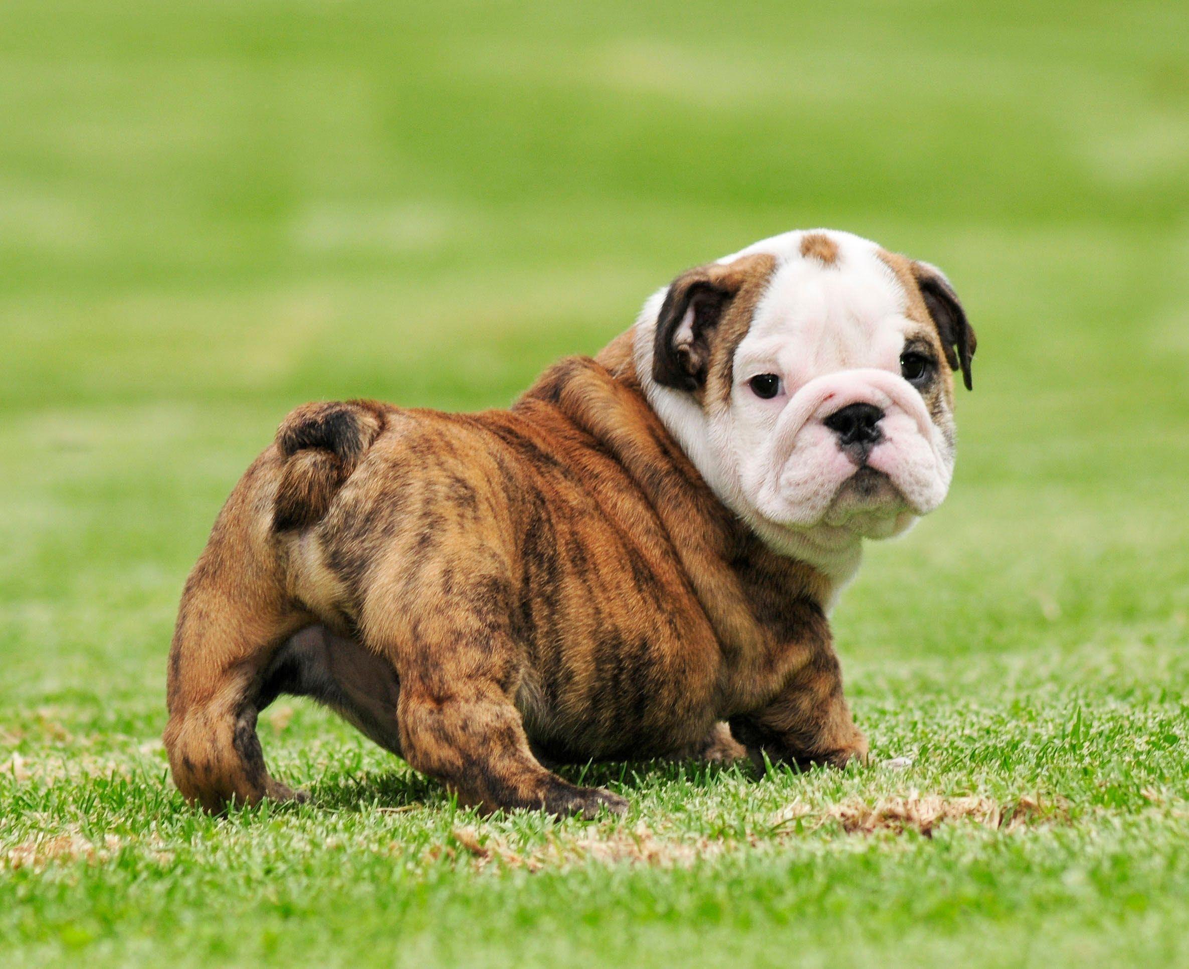 Bulldog Puppy Wallpapers