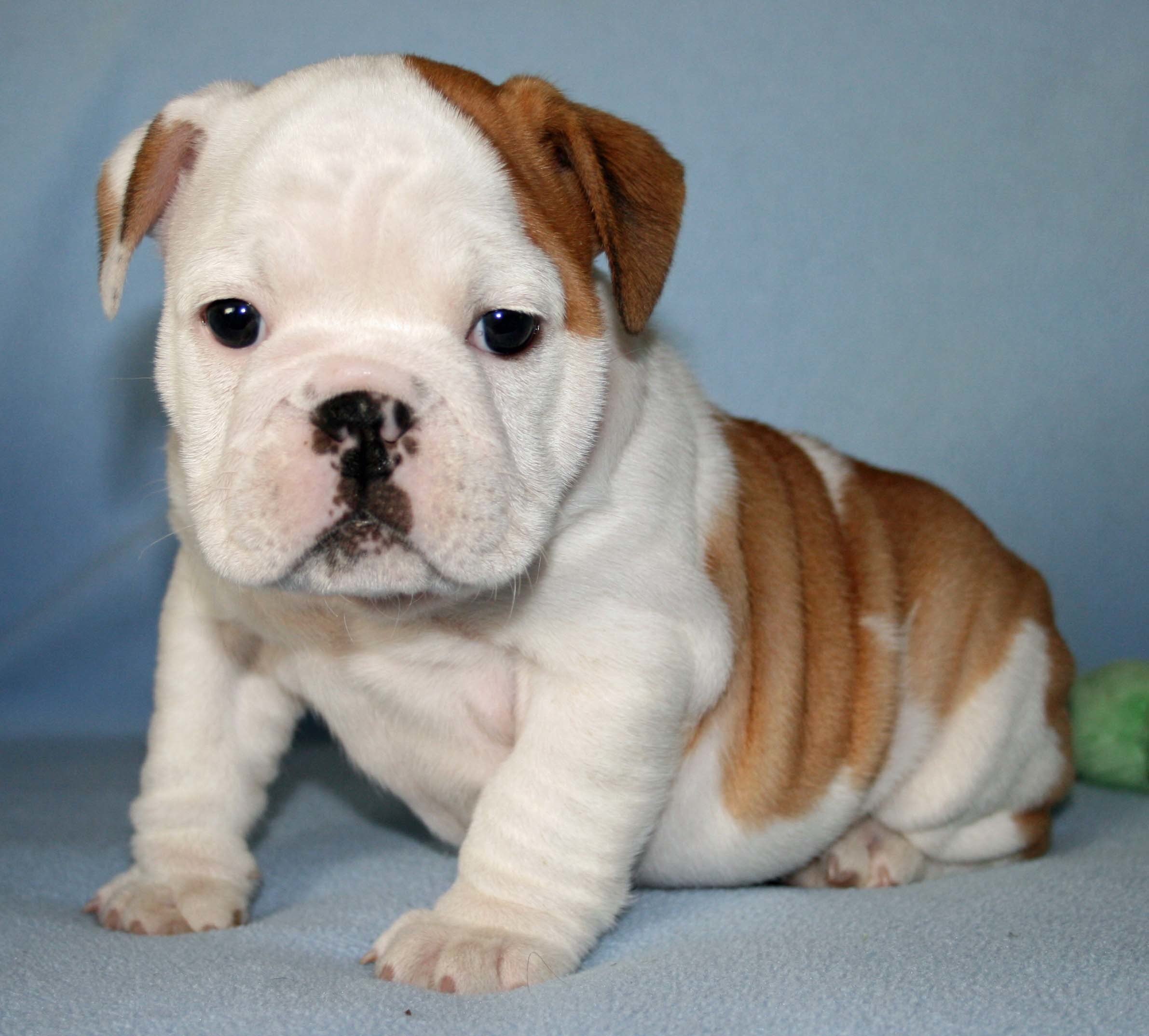 Bulldog Puppy Wallpapers