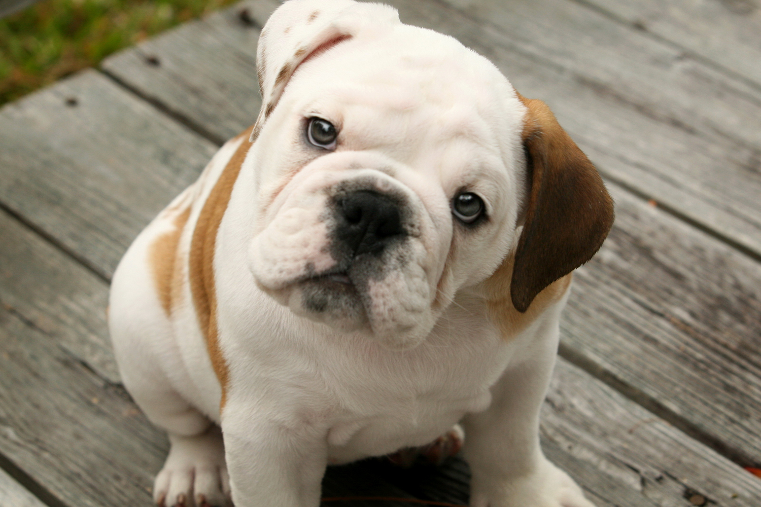 Bulldog Puppy Wallpapers