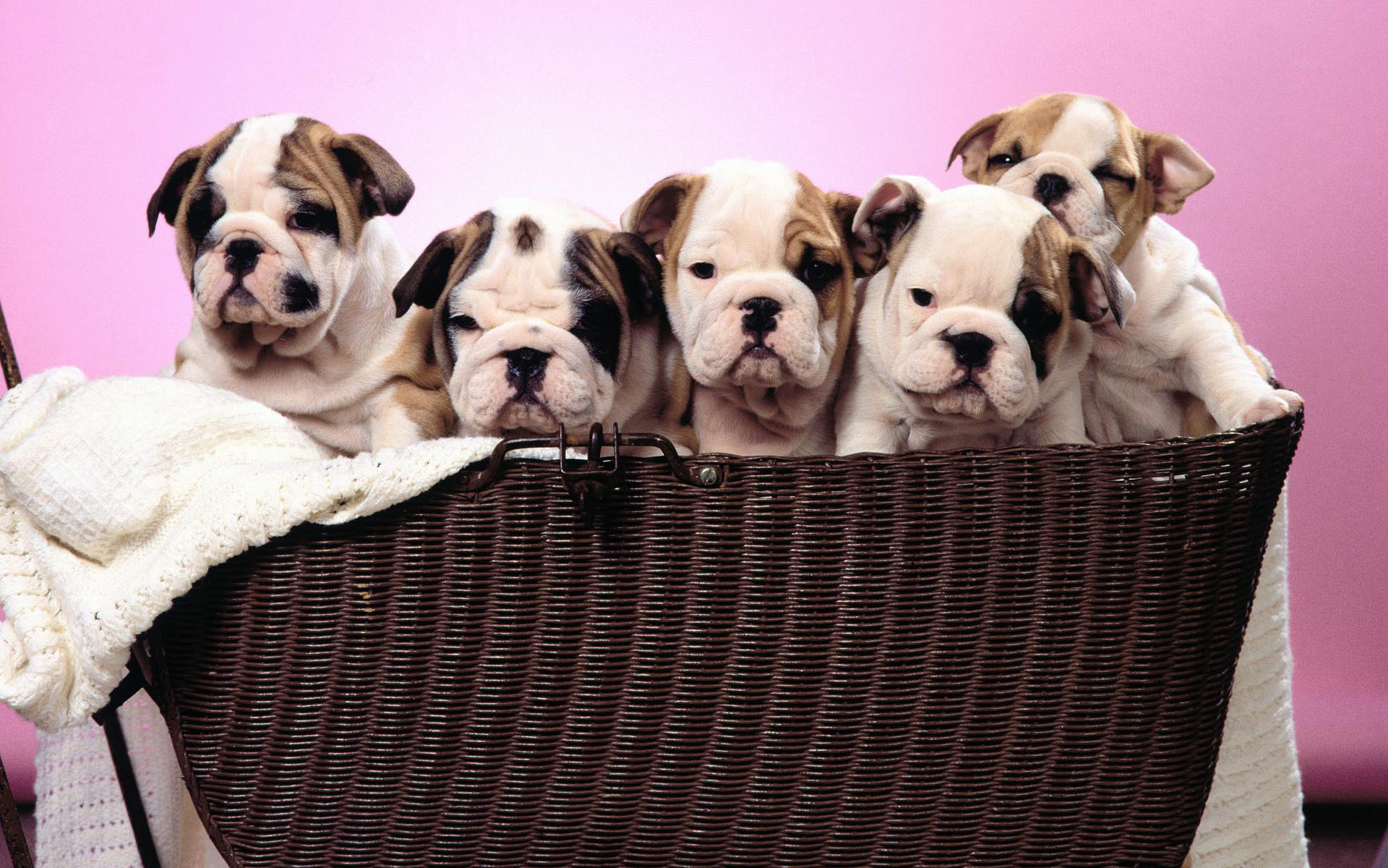 Bulldog Puppy Wallpapers