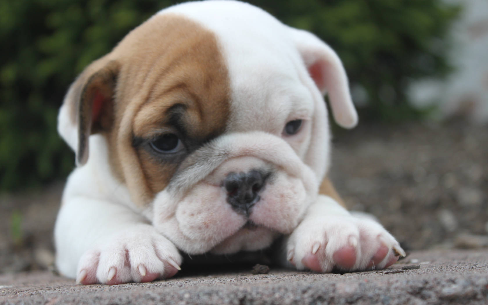 Bulldog Puppy Wallpapers