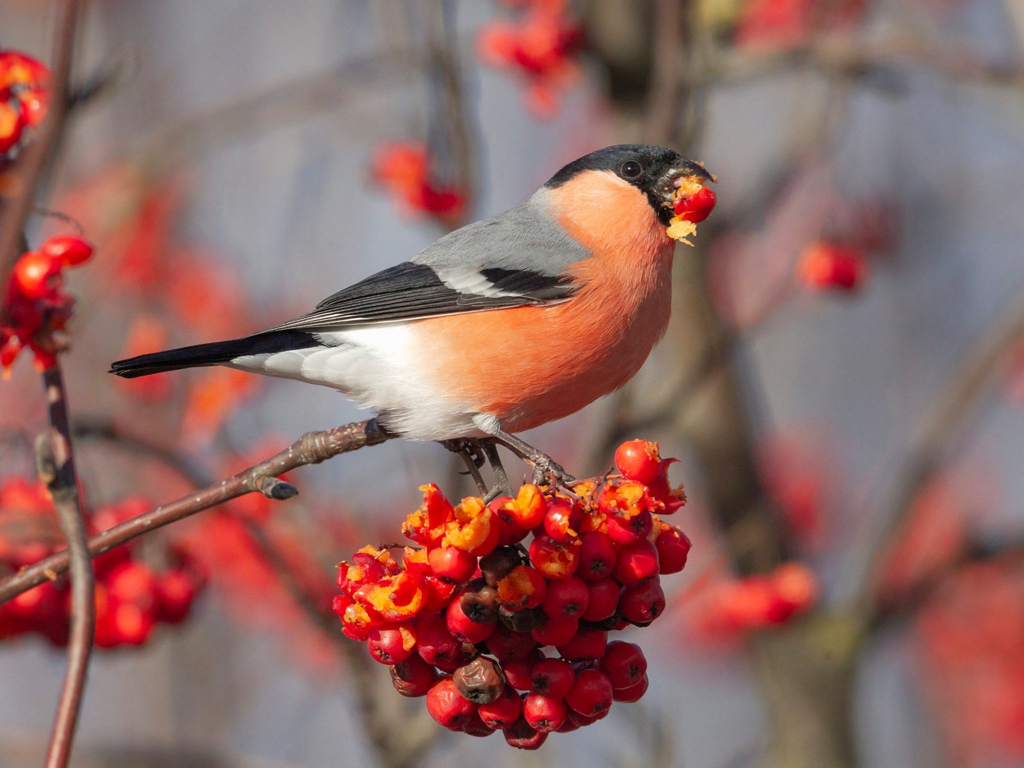 Bullfinch Wallpapers