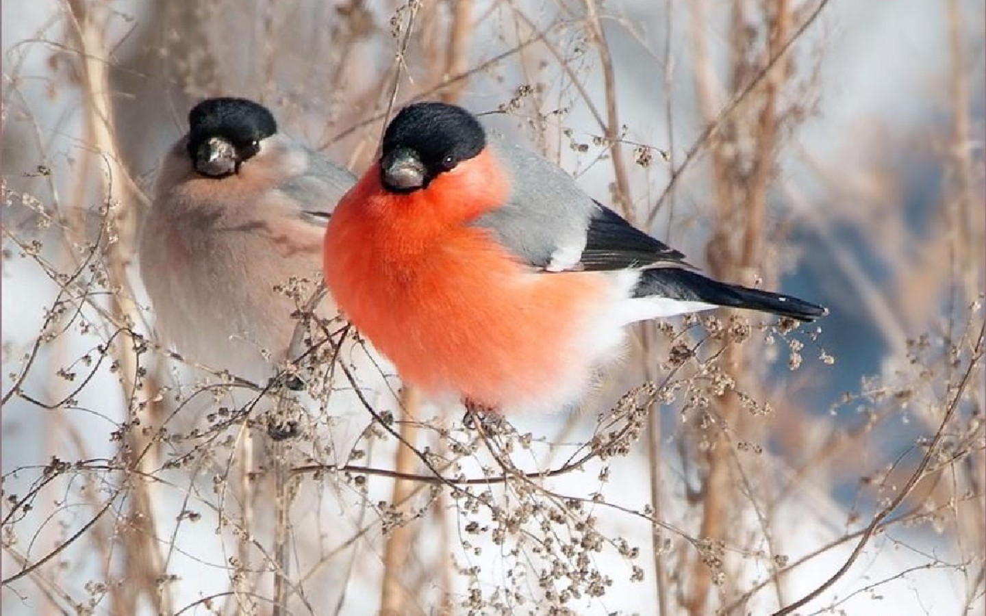 Bullfinch Wallpapers