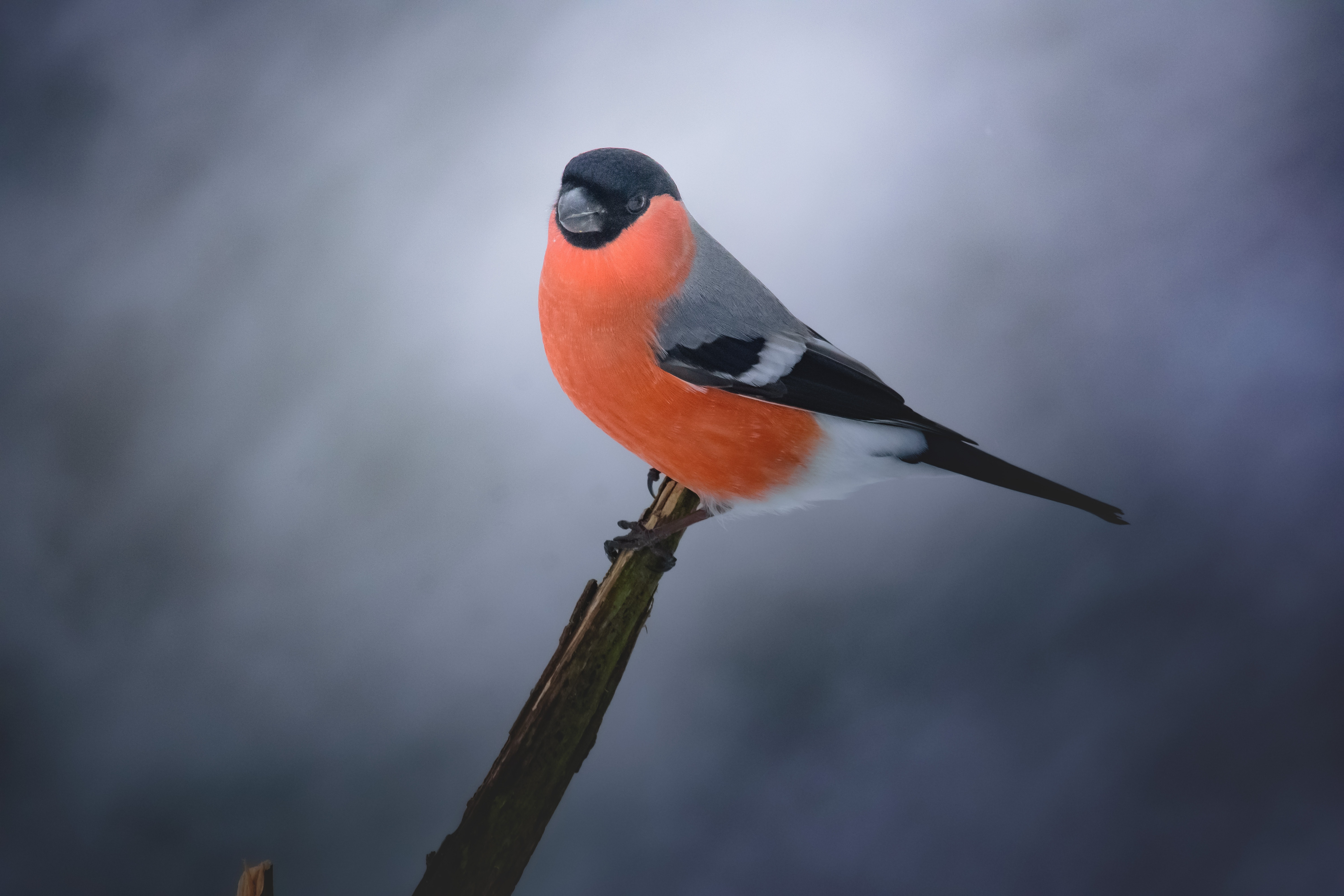 Bullfinch Wallpapers