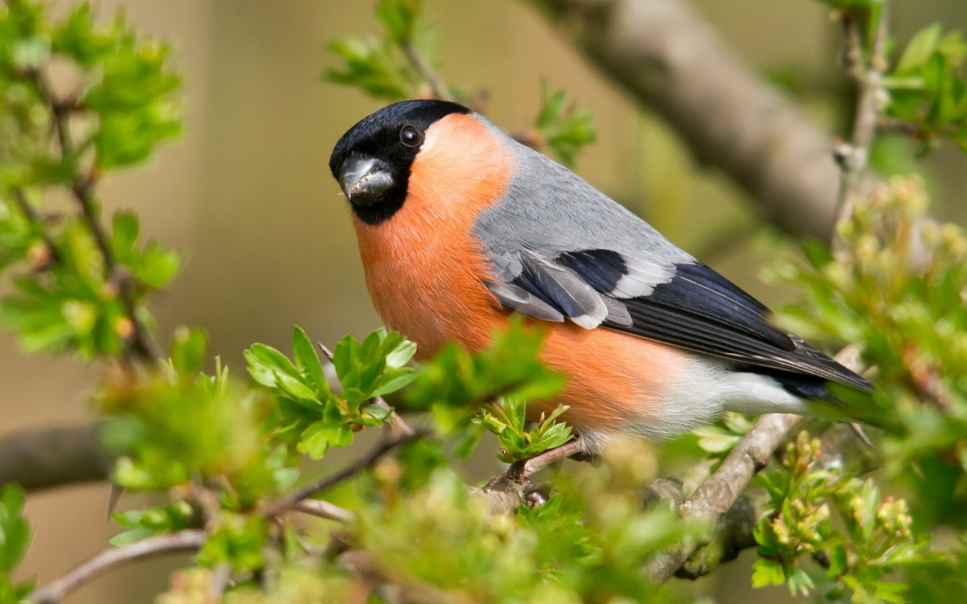 Bullfinch Wallpapers